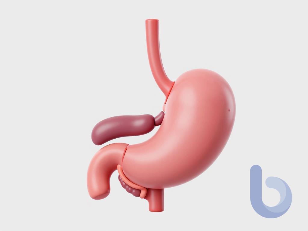 stomach